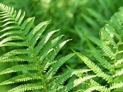 48.-el-helecho-polypodium-leucotomos-y-la-tecnologia-fernblock