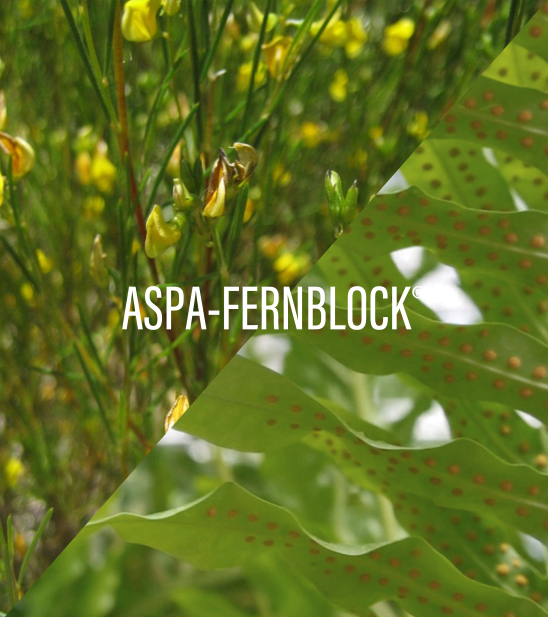 6. ASPA-FERNBLOCK_FP_Tecnologia_Desktop_548x617 (3)