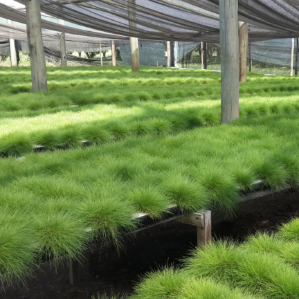 History_2017_432x432