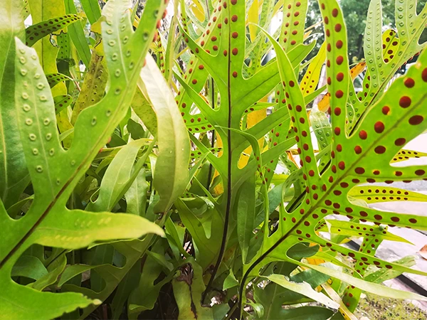 Helio_Bene_Seguridad_600X450