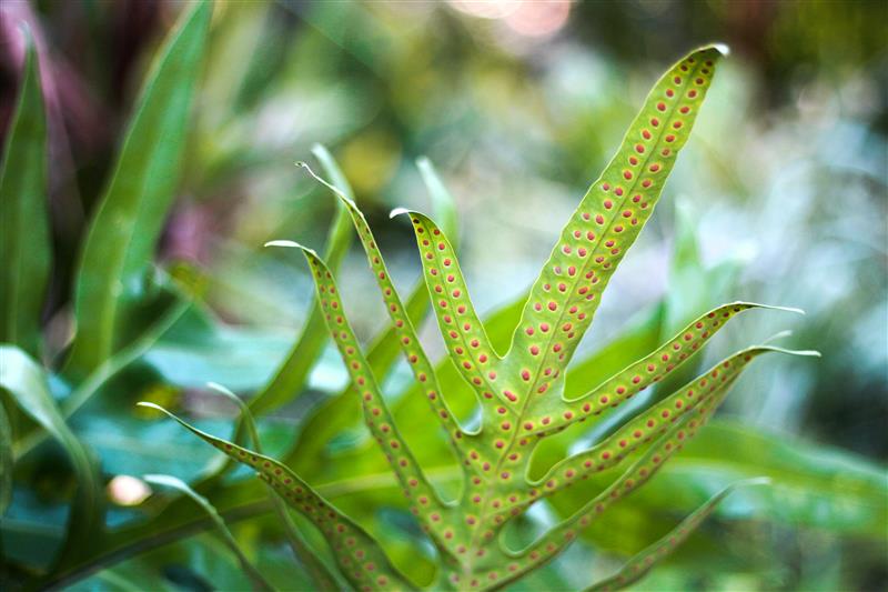 1995_NuestraHistoria